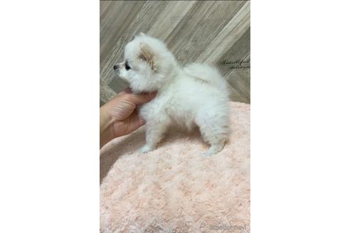 成約済の愛媛県のポメラニアン-161135の8枚目