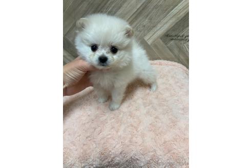 成約済の愛媛県のポメラニアン-161135の5枚目