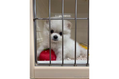 成約済の愛媛県のポメラニアン-161135の6枚目