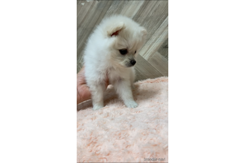 成約済の愛媛県のポメラニアン-161135の2枚目