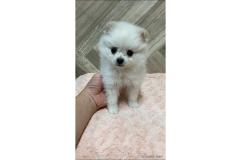成約済の愛媛県のポメラニアン-161135の4枚目