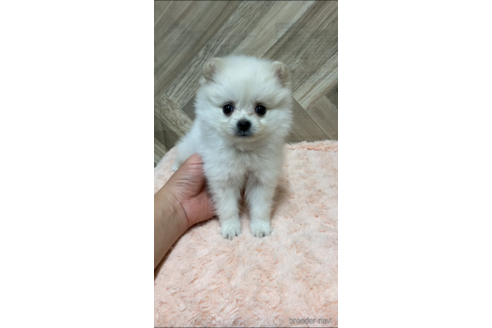 成約済の愛媛県のポメラニアン-161135の1枚目