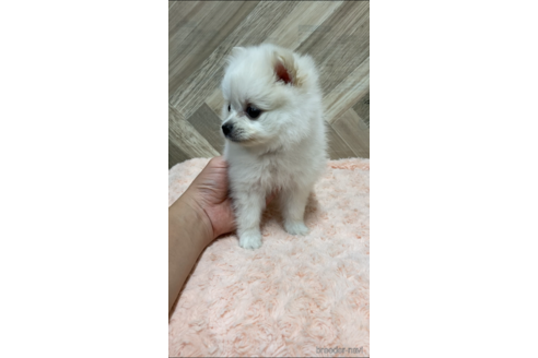 成約済の愛媛県のポメラニアン-161135の3枚目