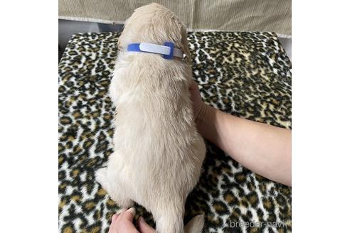 成約済の愛知県のゴールデンレトリーバー-162479の3枚目