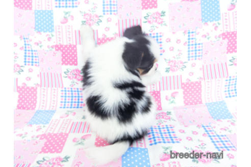 成約済の千葉県のパピヨン-162711の5枚目