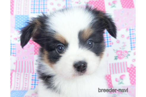 成約済の千葉県のパピヨン-162711の6枚目