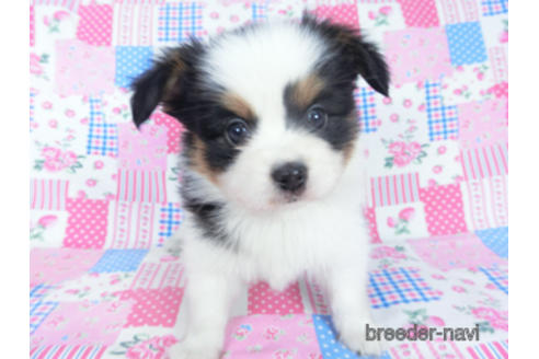 成約済の千葉県のパピヨン-162711の8枚目