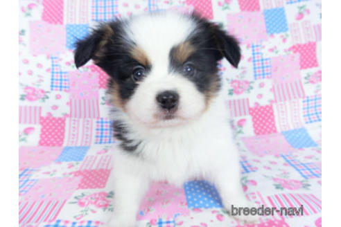 成約済の千葉県のパピヨン-162711の7枚目