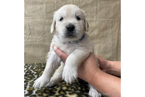 成約済の愛知県のゴールデンレトリーバー-163377の1枚目