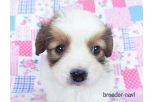 成約済の千葉県のパピヨン-162715の5枚目