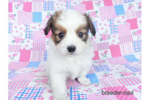 成約済の千葉県のパピヨン-162715の6枚目