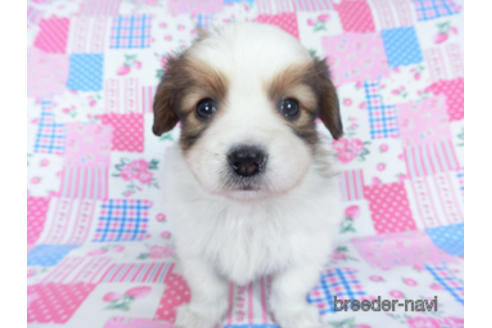 成約済の千葉県のパピヨン-162715の7枚目