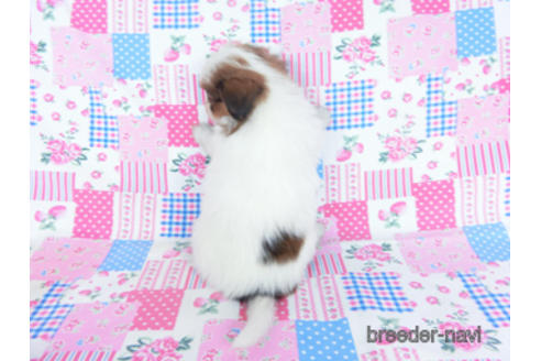 成約済の千葉県のパピヨン-162715の8枚目