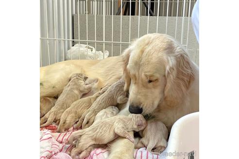 成約済の愛知県のゴールデンレトリーバー-163380の3枚目