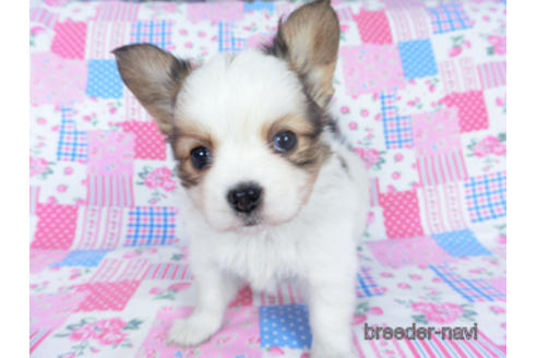 成約済の千葉県のパピヨン-162721の20枚目