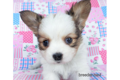 成約済の千葉県のパピヨン-162721の19枚目