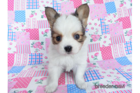 成約済の千葉県のパピヨン-162721の18枚目