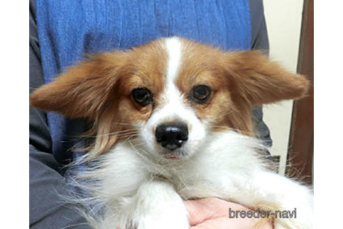 成約済の千葉県のパピヨン-157737の2枚目