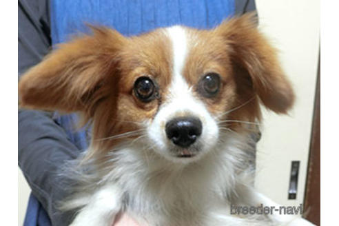 成約済の千葉県のパピヨン-157737の1枚目