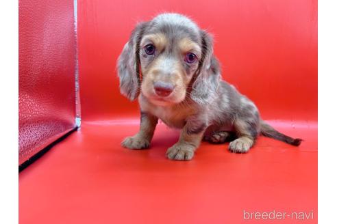 成約済の東京都のミニチュアダックスフンド(ロングヘアード)-163400の10枚目