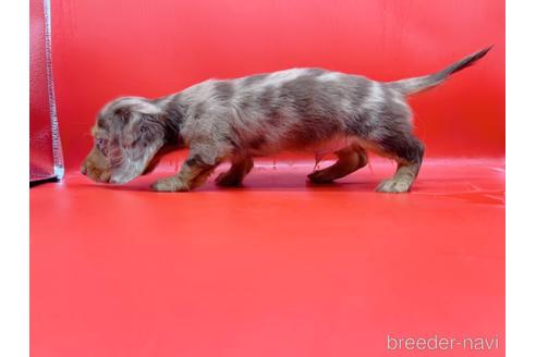 成約済の東京都のミニチュアダックスフンド(ロングヘアード)-163400の11枚目