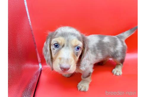 成約済の東京都のミニチュアダックスフンド(ロングヘアード)-163400の12枚目