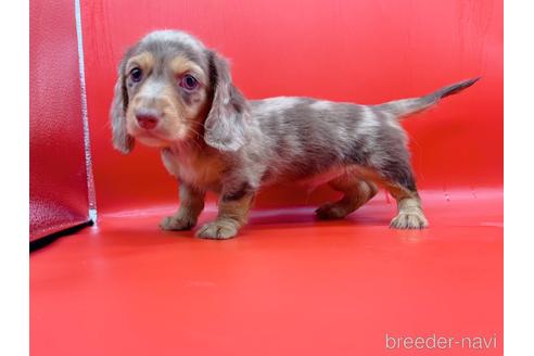 成約済の東京都のミニチュアダックスフンド(ロングヘアード)-163400の13枚目