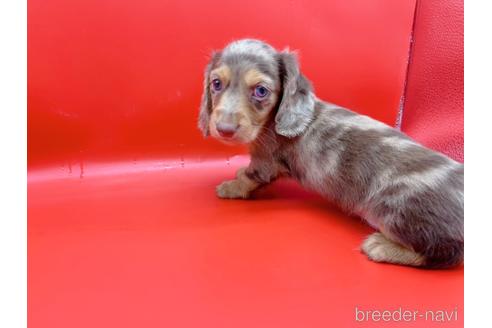 成約済の東京都のミニチュアダックスフンド(ロングヘアード)-163400の5枚目