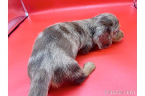 成約済の東京都のミニチュアダックスフンド(ロングヘアード)-163400の6枚目