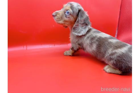 成約済の東京都のミニチュアダックスフンド(ロングヘアード)-163400の7枚目