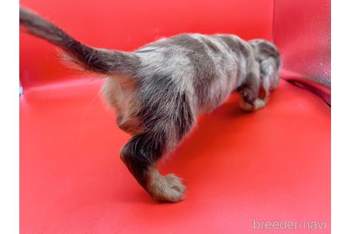 成約済の東京都のミニチュアダックスフンド(ロングヘアード)-163400の8枚目