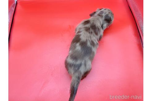 成約済の東京都のミニチュアダックスフンド(ロングヘアード)-163400の9枚目