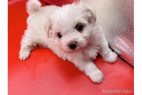 成約済の東京都のチワマル:チワワ×マルチーズ-163399の9枚目
