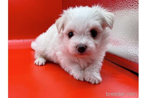 成約済の東京都のチワマル:チワワ×マルチーズ-163399の1枚目