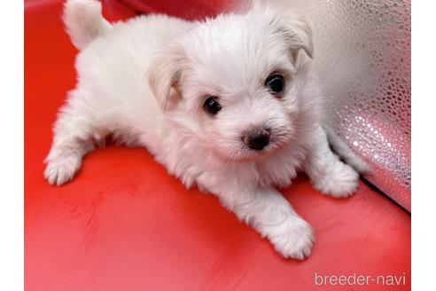 成約済の東京都のチワマル:チワワ×マルチーズ-163399の6枚目