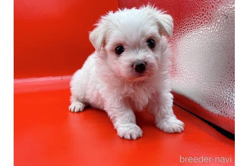 成約済の東京都のチワマル:チワワ×マルチーズ-163399の7枚目