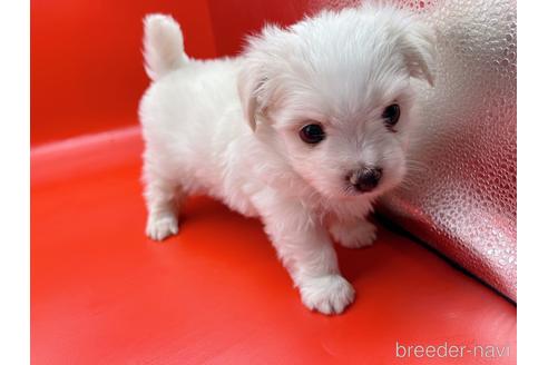 成約済の東京都のチワマル:チワワ×マルチーズ-163399の8枚目