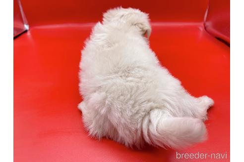 成約済の東京都のチワマル:チワワ×マルチーズ-163399の2枚目