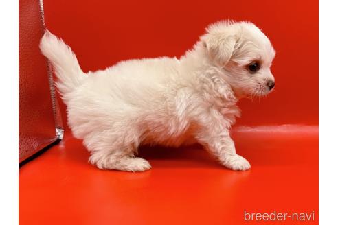 成約済の東京都のチワマル:チワワ×マルチーズ-163399の3枚目