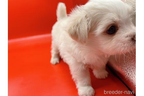 成約済の東京都のチワマル:チワワ×マルチーズ-163399の4枚目