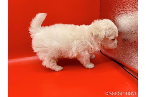 成約済の東京都のチワマル:チワワ×マルチーズ-163399の5枚目