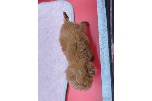 成約済の東京都のティーカッププードル-163397の33枚目