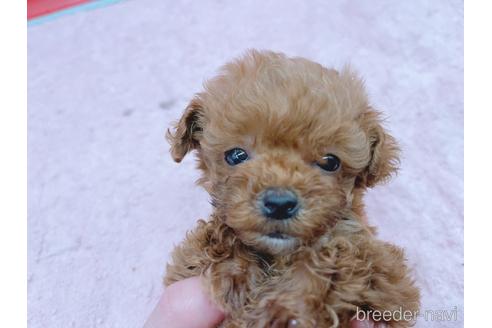 成約済の東京都のティーカッププードル-163397の42枚目