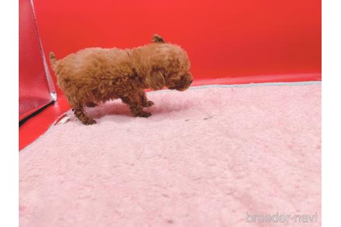 成約済の東京都のティーカッププードル-163397の41枚目