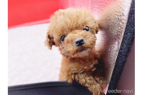 成約済の東京都のティーカッププードル-163397の40枚目