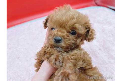 成約済の東京都のティーカッププードル-163397の39枚目