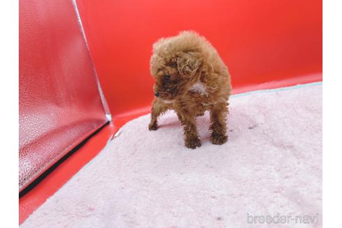 成約済の東京都のティーカッププードル-163397の38枚目