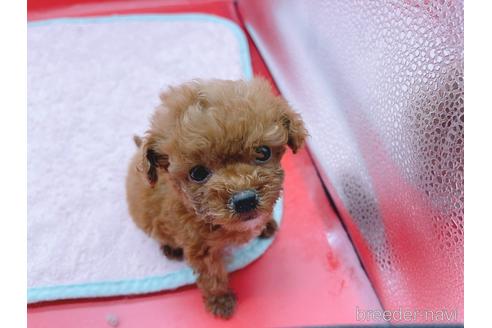 成約済の東京都のティーカッププードル-163397の37枚目