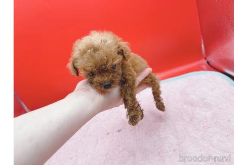 成約済の東京都のティーカッププードル-163397の36枚目