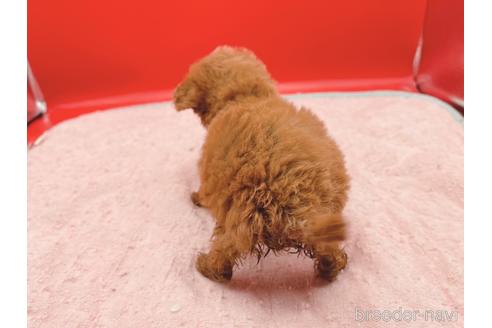 成約済の東京都のティーカッププードル-163397の35枚目